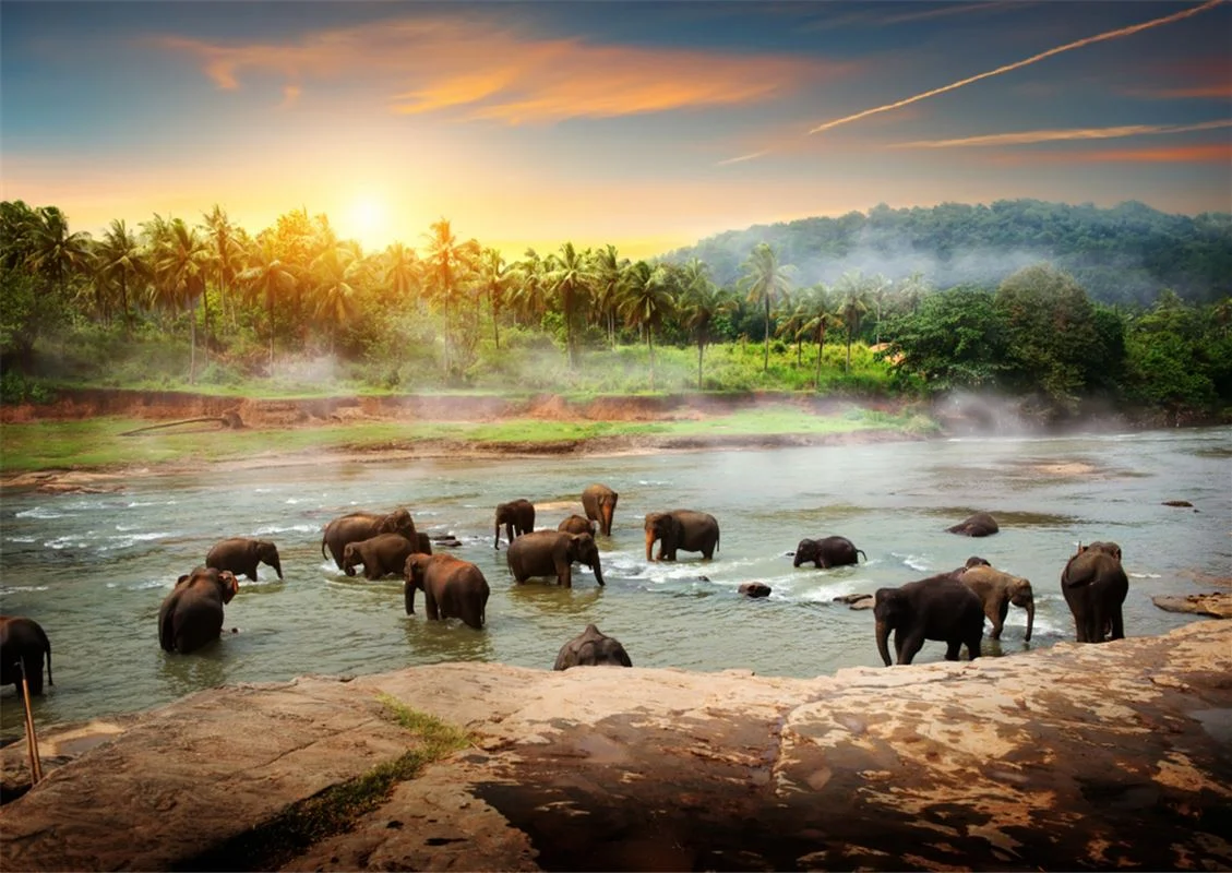 Pinnawala Elephants